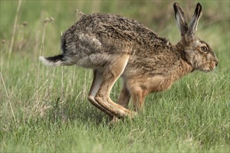 European Hare (Lepus europaeus) on a meadow