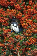 Paparazzi figure with a camera in Firethorn (Pyracantha)