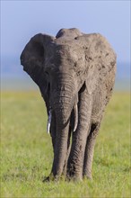 African elephant (Loxodonta africana) in savanna