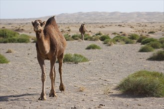 Dromedaries (Camelus dromedarius) in the desert