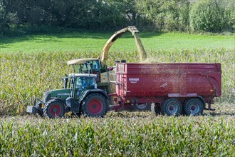 Maize harvest for a biogas plant