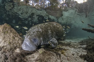 Sleeping West Indian Manatee (Trichechus manatus) at cleaning station