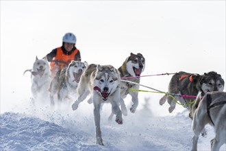 Sled dog racing