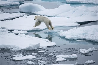 Polar bear (Ursus maritimus) jumps from ice floe to ice floe