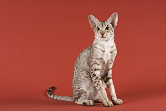 Oriental Shorthair cat