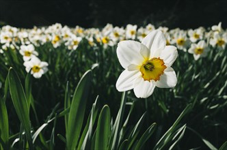 Flowering white daffodils (Narcissus)