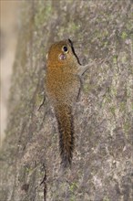 Plain Pygmy Squirrel (Exilisciurus exilis)
