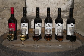 Various types of sherry at the Osborne Winery