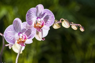 White and purple blossoms of an Orchid (Phalaenopsis)
