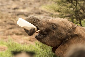 Young Elephant (Loxodonta africana) drinks from bottle