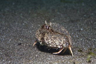 Smooth box crab (Calappa hepatica)
