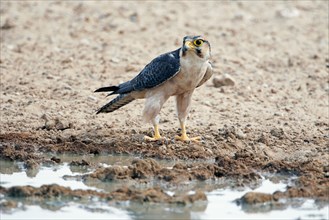 Lanner Falcon (Falco biarmicus) adult