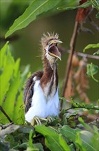 Tricoloured Heron (Egretta tricolor)