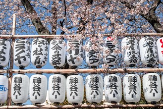 Lanterns with Japanese characters