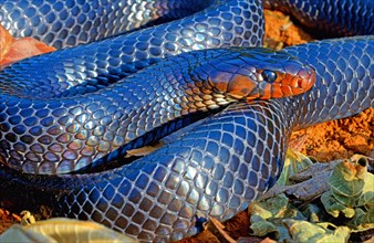 Eastern indigo snake (Drymarchon couperi)