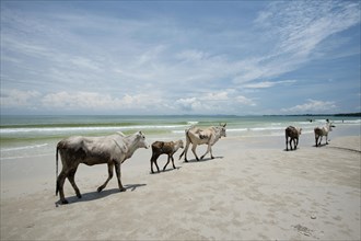 Cows walking on the beach