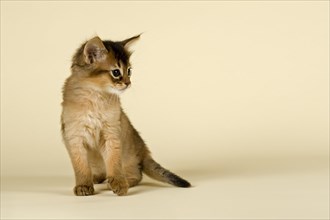 Somali kitten