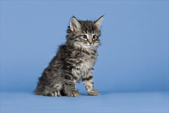 Norwegian Forest Cat