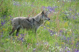 Appeninian Wolf (Canis lupus) on a spring meadow with Etruscan Violets (Viola etrusca)