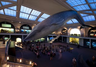 Model of a Blue Whale (Balaenoptera musculus)