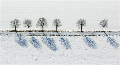 Avenue of trees in the snow