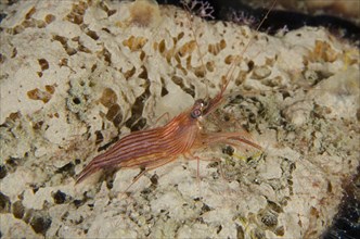 Cleaner Shrimp (Lysmatella prima) on sponge