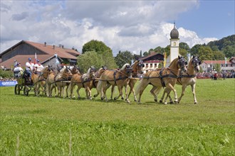 Ten-horse carriage with Haflinger horses from Wenigenauma in Thuringia