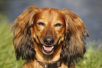 Long-haired dachshund