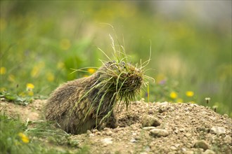 Marmot (Marmota) with tufts of grass