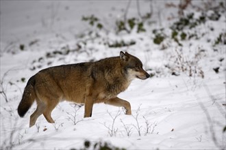 Wolf (Canis lupus)