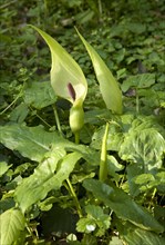 Arum Lily or Cuckoopint (Arum maculatum)