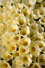 Wild Crocus (Crocus chrysanthus 'Cream Beauty')