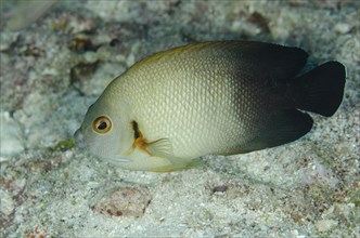 Pearl-Scaled Angelfish (Centropyge vroliki)