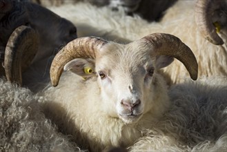 Sheep with ear tag
