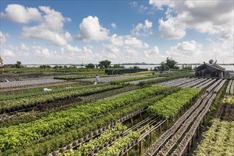 Market garden with floriculture for global sales