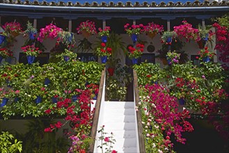 Flower-bedecked inner courtyard during the Fiesta de los Patios