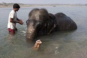 Nepalese mahout bathing his elephant in the East Rapti River at Sauraha