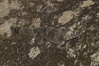 Giant leaf-tail gecko (Uroplatus giganteus)