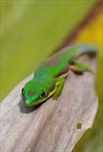 Lined day gecko (Phelsuma lineata)