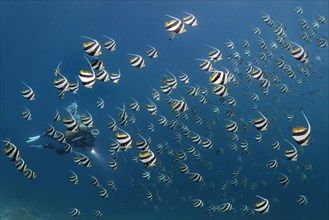 Scuba diver in a school of Schooling Bannerfish (Heniochus diphreutes) over a coral reef
