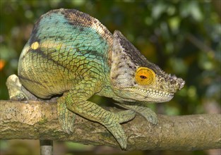 Giant Parsons chameleon (Calumma parsonii parsonii) in the rainforest