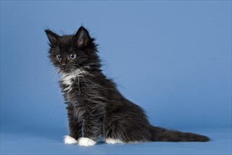 Norwegian Forest kitten