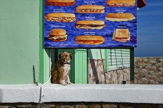 A dog sitting in front of a poster showing snacks