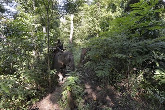 Elephant trekking in the jungle