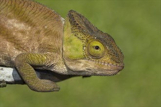Parson's chameleon (Calumma parsonii cristifer) in the rainforest of Andasibe