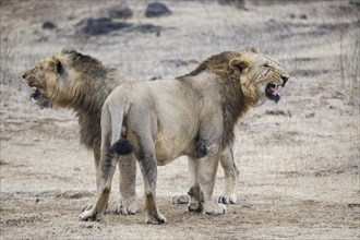 Asiatic lion (Panthera leo persica) males