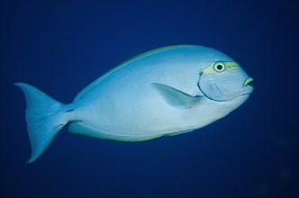 Elongate Surgeonfish (Acanthurus mata)