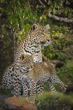 Leopard (Panthera pardus) mother animal with cub in bushes