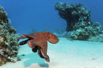 Big Blue Octopus (Octopus cyanea)
