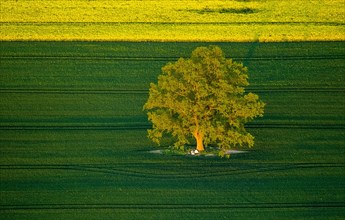 Tree in a green field